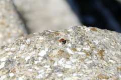 la-carica-dei-101_21-09-12_136